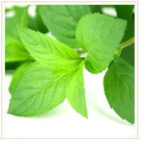 Mentha Piperita Oil