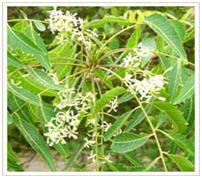 Neem Oil