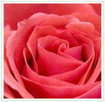 Rose Oil