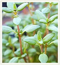 Thyme Oil