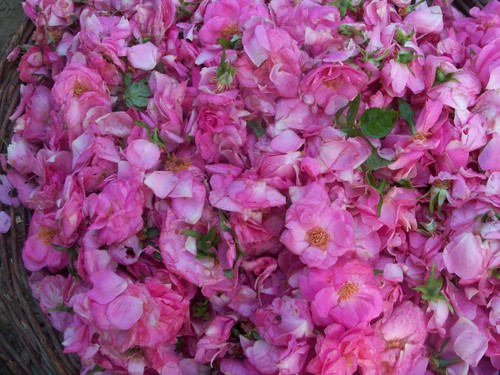 Rose Oil - Rosa Centifolia Pink, Enfleurage Extraction | Pure, Potent, Fragrant, Natural, Versatile