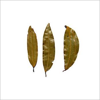 BOTANICAL TEJ PATTA