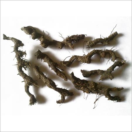 Nagarmotha - Root, Variable Size, Brown | Natural, Pure, Aromatic, High Quality, Medicinal, Bulk Packaging, 2 Years Shelf Life