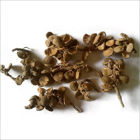 Champabati herbs