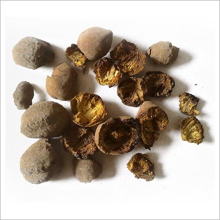Baheda Bark