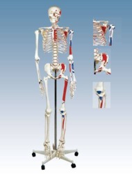 Model Of Human Skeleton