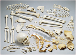 Disarticulated Skeleton