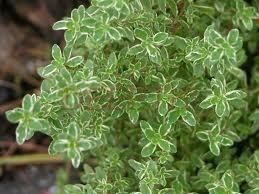 Thyme