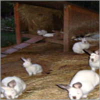 Livestock