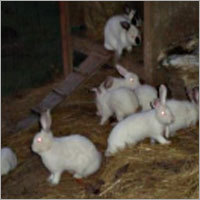 Livestock