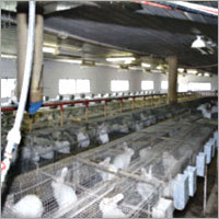 Livestock