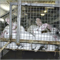 Livestock
