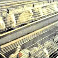 Livestock