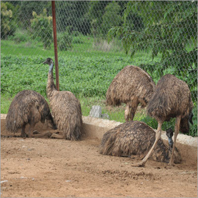 EMU  Bird Firming