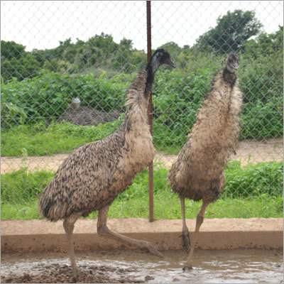 High Breed Emu Birds