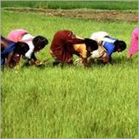 Processed Rice