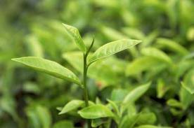 Tea Tree Oil