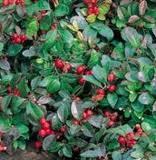 Winter Green Oil