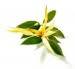 Ylang Ylang Oil
