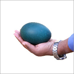 Emu Hatching Eggs