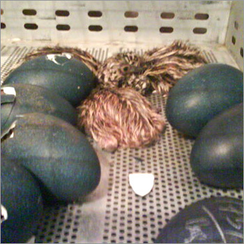 Emu Egg Hatchering - Calcium Carbonate Shell, 12x8 cm, Dark Green | High Hatch Rate, Healthy Chicks, 56 Days Incubation