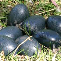 Emu Eggs