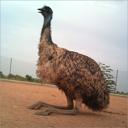 Healthy Emu Birds