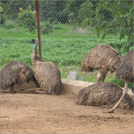 Emu Chicks