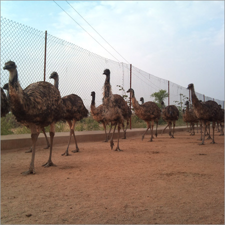 Emu Firm
