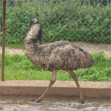 Emu Bird