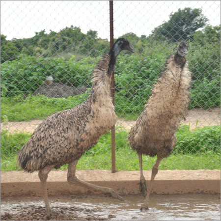 Emu Birds