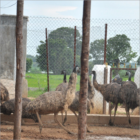 Emu Birds