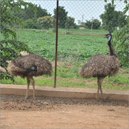Emu Birds