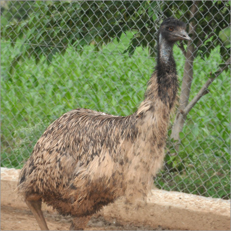 Emu Chicks