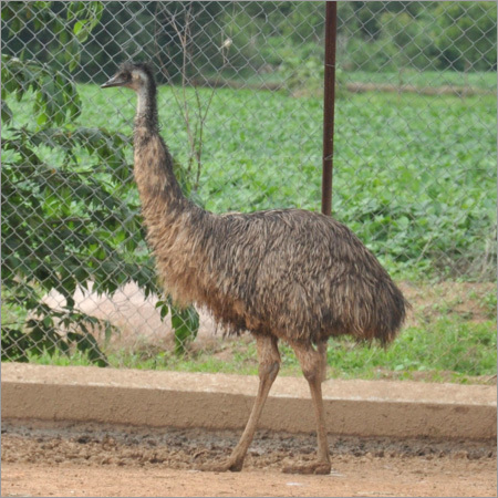 Emu Farming