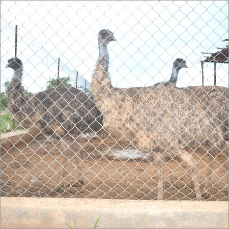 Healthy Emu Birds Firming