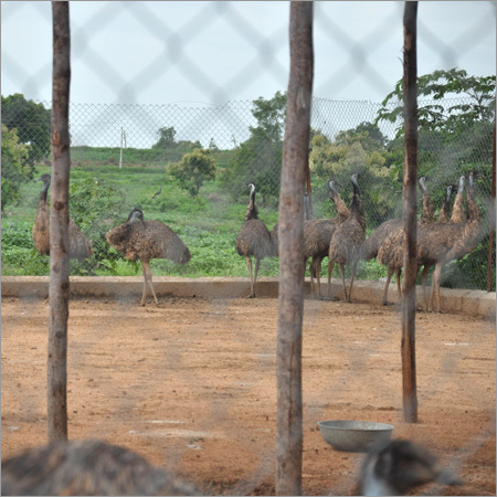 Emu Birds