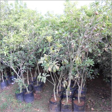 Acharas Sapota Group
