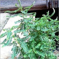 Phyllanthus Niruri