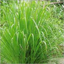 Lemon Grass