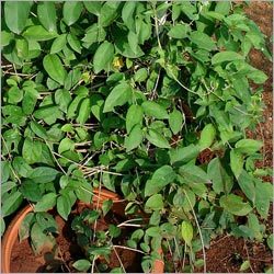 Gymnema Sylvestre