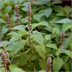 Coleus Forskohlii