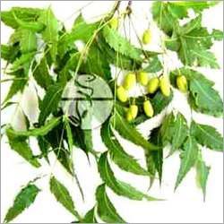 Neem Leaves