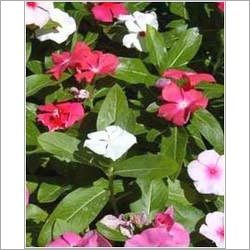 Vinca Rosea Leaves