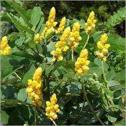 Cassia Alata