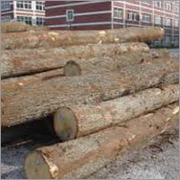 Oak Logs