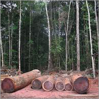 Purple Heart Logs - Purpleheart Wood, Variable Size, High Strength | Durable, Stunning Color, Unique Grain, Versatile Uses
