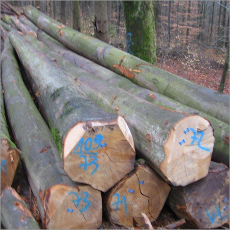Beech Logs - Diameter 50cm+ White, Untreated | Versatile Durable Wood, Variable Length