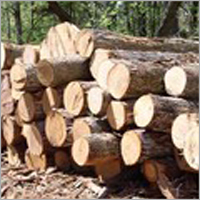 Cut Timber
