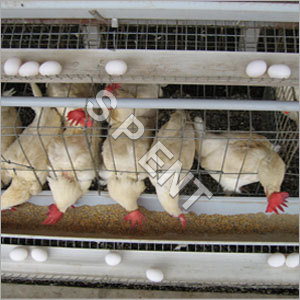 Poultry Feed Equipment